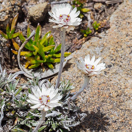 Helichrysum pumilum, dwarf everlasting, Tasmania