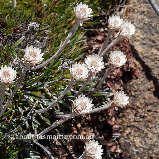 Helichrysum pumilum, dwarf everlasting, Tasmania