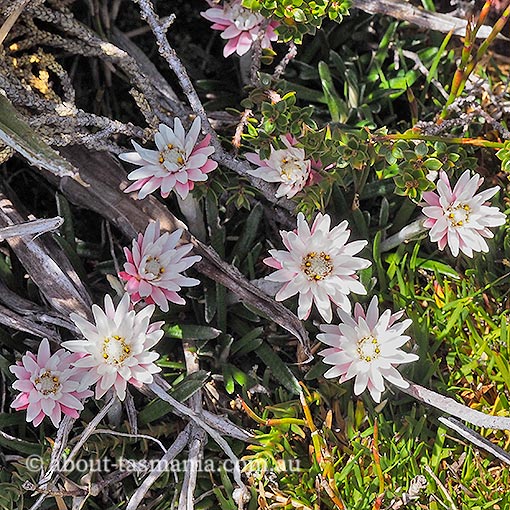 Helichrysum pumilum, dwarf everlasting, Tasmania