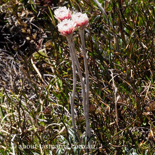 Helichrysum pumilum, dwarf everlasting, Tasmania