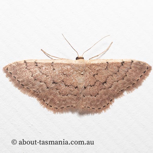 Idaea costaria, white-edges wav, Geometridae, moth, Tasmania