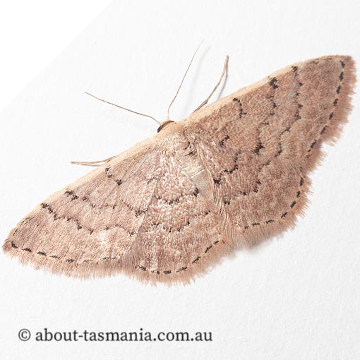 Idaea costaria, white-edges wav, Geometridae, moth, Tasmania