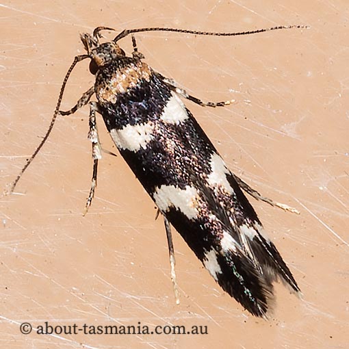 Limnaecia camptosema, Cosmopterigidae, Tasmania, moth