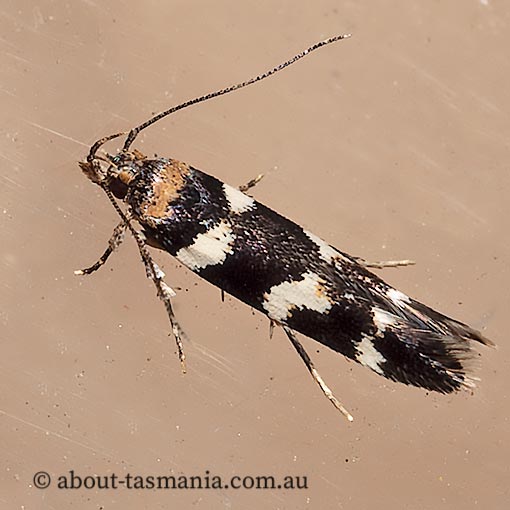Limnaecia camptosema, Cosmopterigidae, Tasmania, moth
