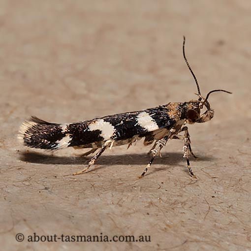 Limnaecia camptosema, Cosmopterigidae, Tasmania, moth
