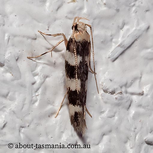 Limnaecia camptosema, Cosmopterigidae, Tasmania, moth