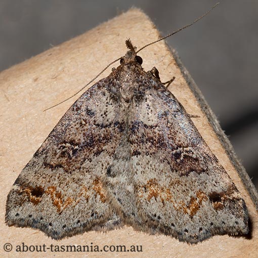 Lithilaria ossicolor, bone moth, Erebidae, Tasmania, moth
