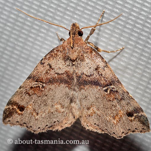 Lithilaria ossicolor, bone moth, Erebidae, Tasmania, moth