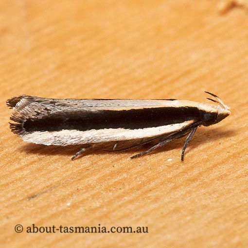 Macrenches clerica, Gelechiidae, Tasmania, moth