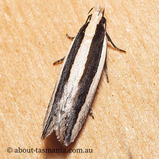 Macrenches clerica, Gelechiidae, Tasmania, moth