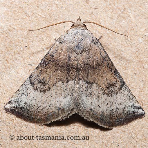 Mataeomera mesotaenia, mini owlet moth, Noctuidae, Tasmania, moth