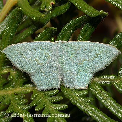 Maxates-centrophylla Maxates centrophylla, green-spotted angled emerald, Geometridae, Tasmania