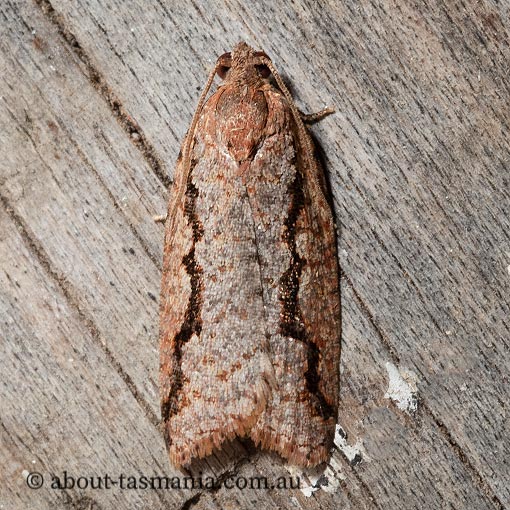 Meritastis sp., Tortricidae, Tasmania, moth