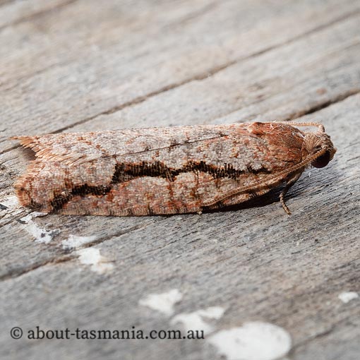 Meritastis sp., Tortricidae, Tasmania, moth