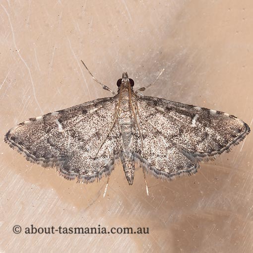 Metasia capnochroa, smoky metasia moth, Crambidae, Tasmania, moth