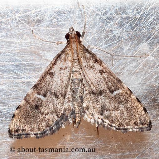 Metasia capnochroa, smoky metasia moth, Crambidae, Tasmania, moth