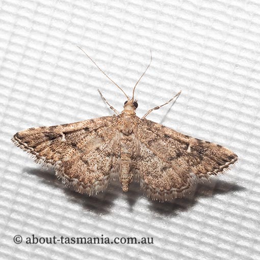 Metasia capnochroa, smoky metasia moth, Crambidae, Tasmania, moth