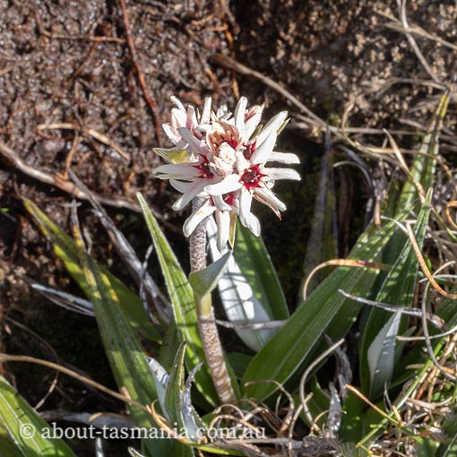 Milligania lindoniana, Tasmania