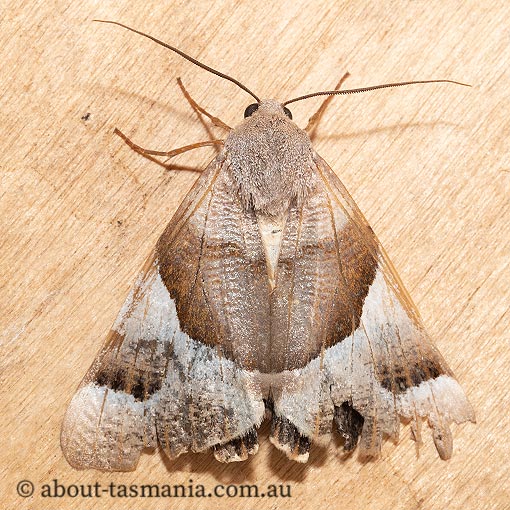 Niceteria macrocosma, Geometridae, Tasmania