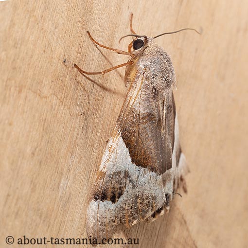 Niceteria macrocosma, Geometridae, Tasmania