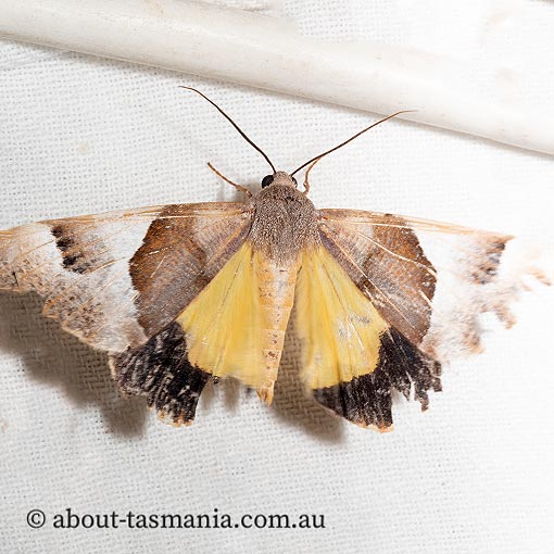 Niceteria macrocosma, Geometridae, Tasmania