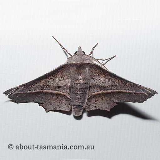 Oenochroma vetustaria, ribbed wine moth, Geometridae, Tasmania, moth