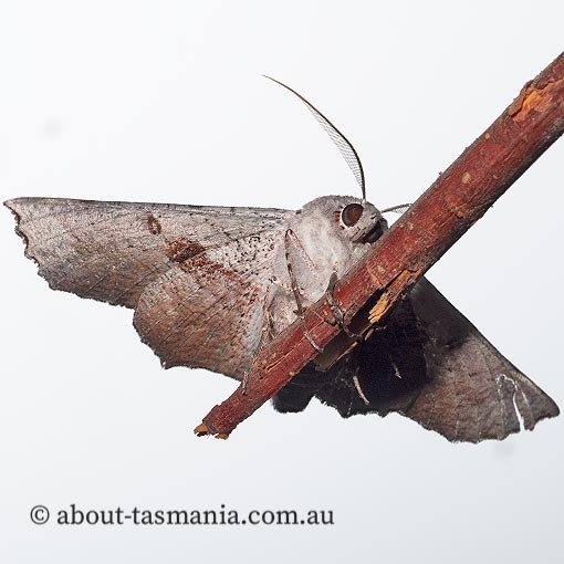 Oenochroma vetustaria, ribbed wine moth, Geometridae, Tasmania, moth