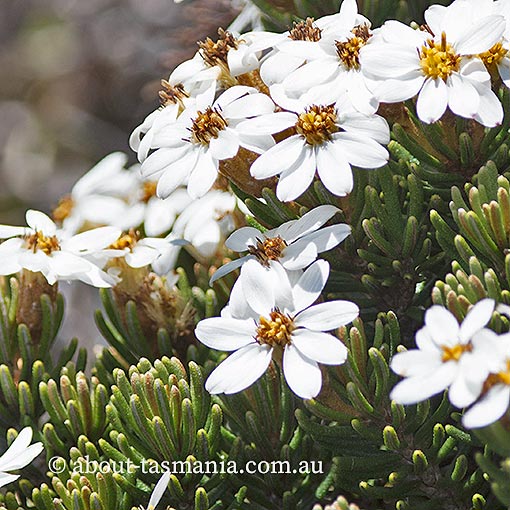 Olearia ledifolia, Tasmania