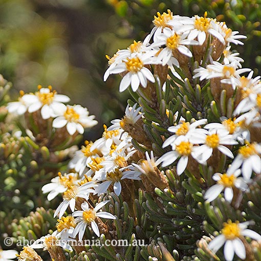 Olearia ledifolia, Tasmania