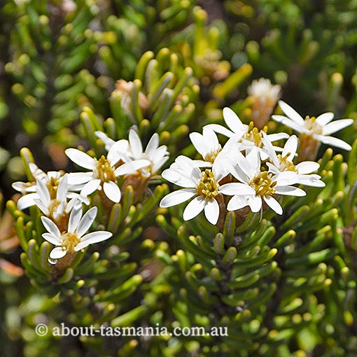 Olearia ledifolia, Tasmania