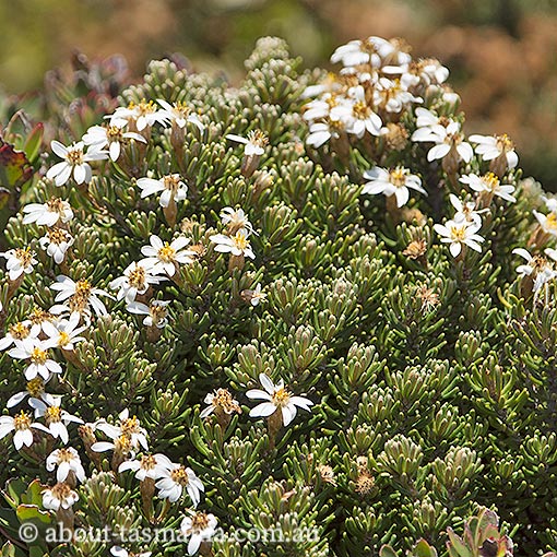 Olearia ledifolia, Tasmania