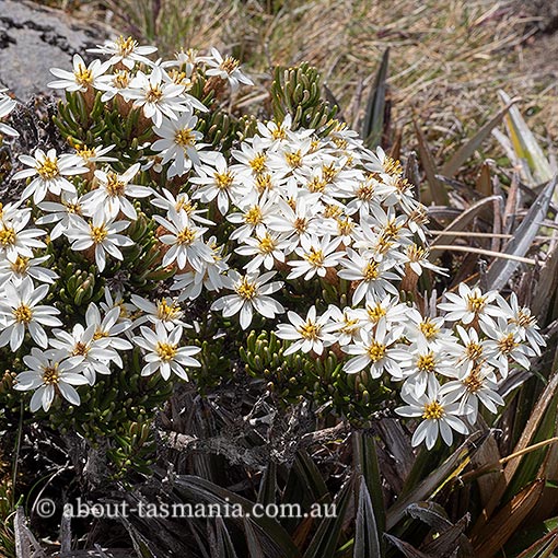 Olearia ledifolia, Tasmania