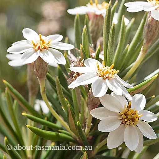 Olearia pinifolia, Tasmania
