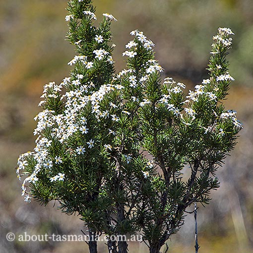 Olearia pinifolia, Tasmania