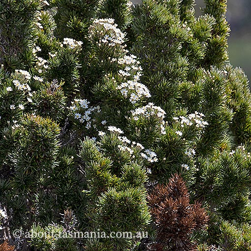 Olearia pinifolia, Tasmania