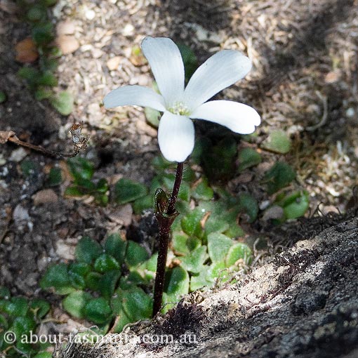 Ourisia integrifolia, Tasmania