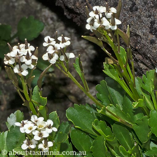 Pachycladon radicatum, Tasmania