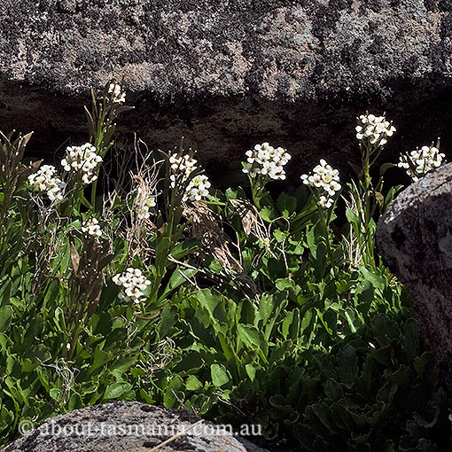 Pachycladon radicatum, Tasmania
