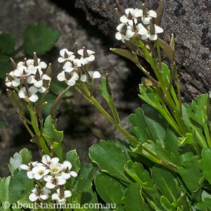 Pachycladon radicatum