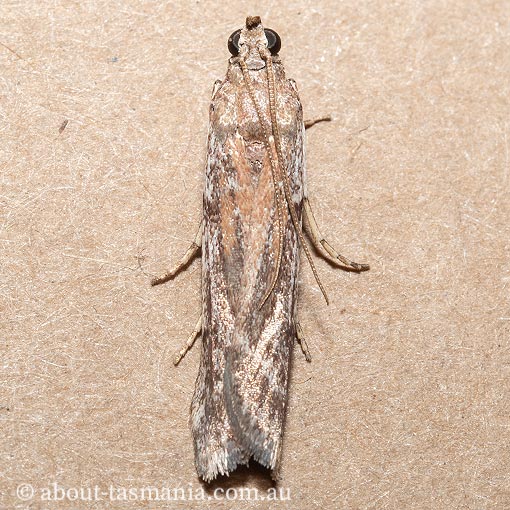 Patagoniodes farinaria, Tasmania, moth