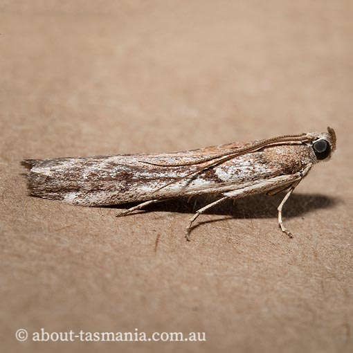 Patagoniodes farinaria, Tasmania, moth