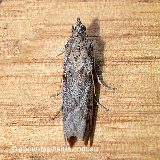 Patagoniodes farinaria, Tasmania, moth