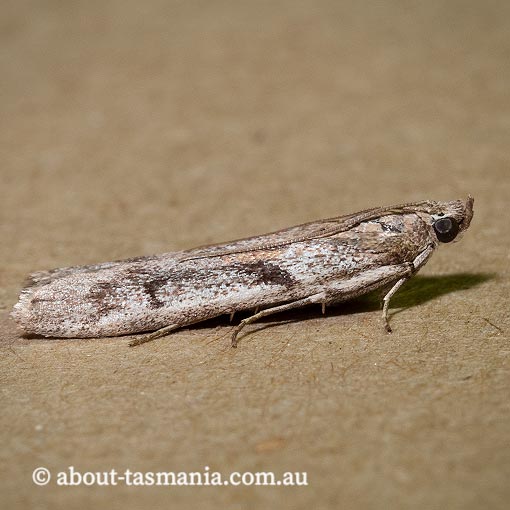 Patagoniodes farinaria, Tasmania, moth