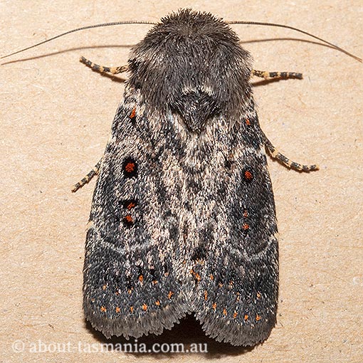 Proteuxoa rubripuncta, Noctuidae, Tasmania, moth