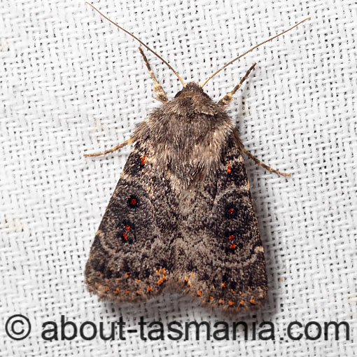 Proteuxoa rubripuncta, Noctuidae, Tasmania, moth