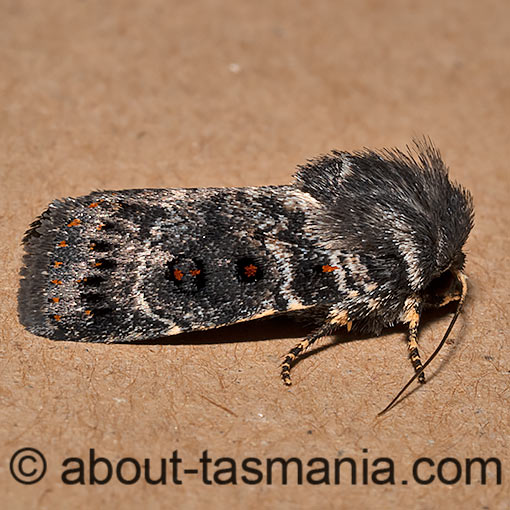 Proteuxoa rubripuncta, Noctuidae, Tasmania, moth