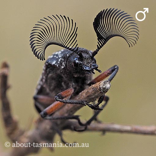 Rhipicera sp., feather-horned beetle, Tasmania