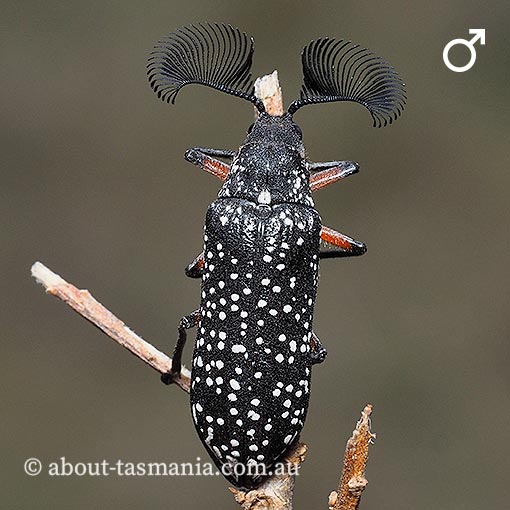 Rhipicera sp., feather-horned beetle, Tasmania