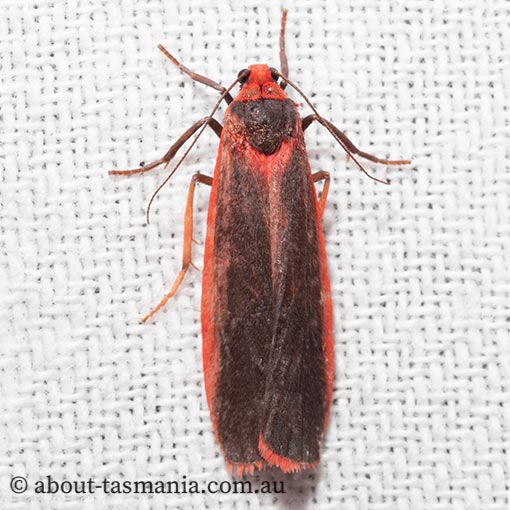 Scoliacma bicolora, Arctiidae, Tasmania, moth