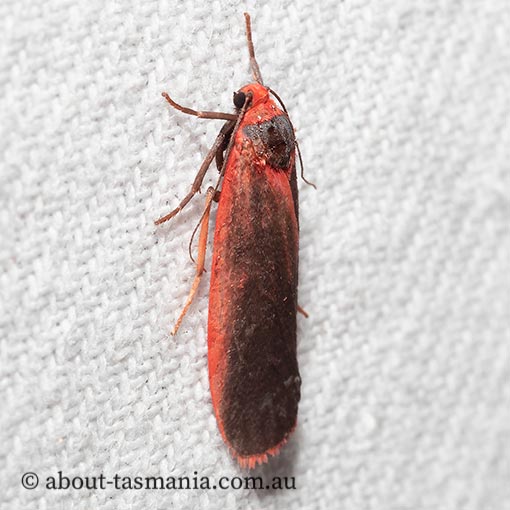 Scoliacma bicolora, Arctiidae, Tasmania, moth